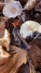 Leratiomyces percevalii