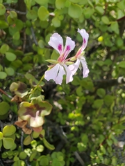 Pelargonium peltatum