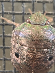 Diolcus chrysorrhoeus