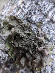 Melanohalea olivacea