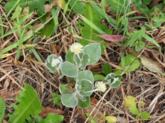Pfaffia gnaphalioides