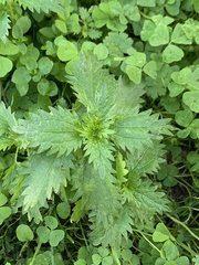 Urtica urens