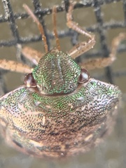 Diolcus chrysorrhoeus