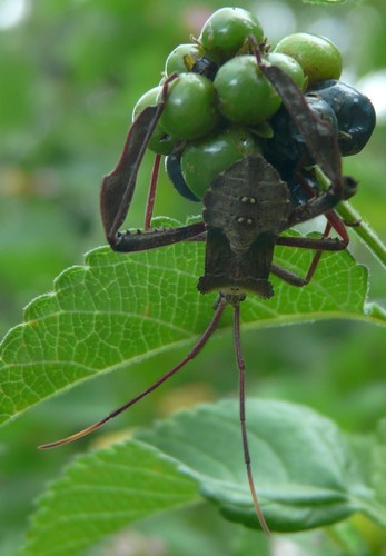 Giant leaf-footed bug photo 4