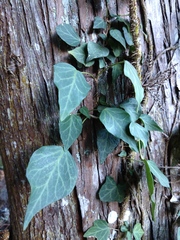 Hedera rhombea