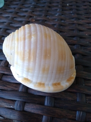 Semicassis granulata