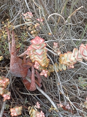 Crassula rupestris