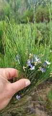 Psoralea usitata