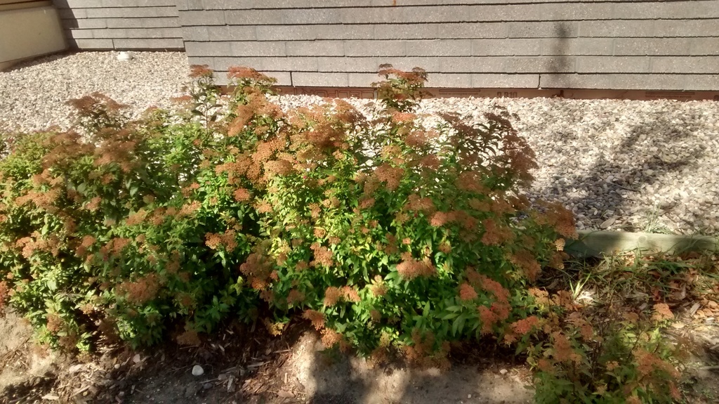 Japanese Spiraea Invasive Plants Of Maryland Inaturalist