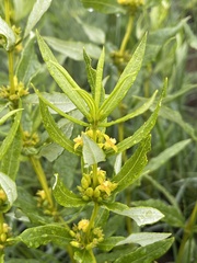 Fadogia homblei