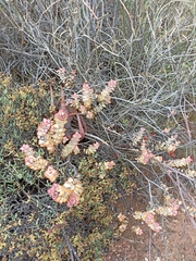 Crassula rupestris