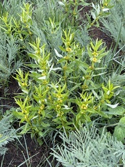 Fadogia homblei