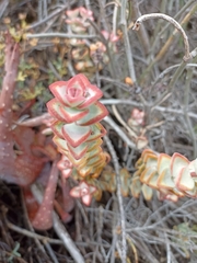 Crassula rupestris