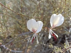 Pelargonium tetragonum