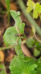 Toxomerus vertebratus