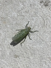 Physemacris variolosa