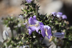 Campanula pyramidalis
