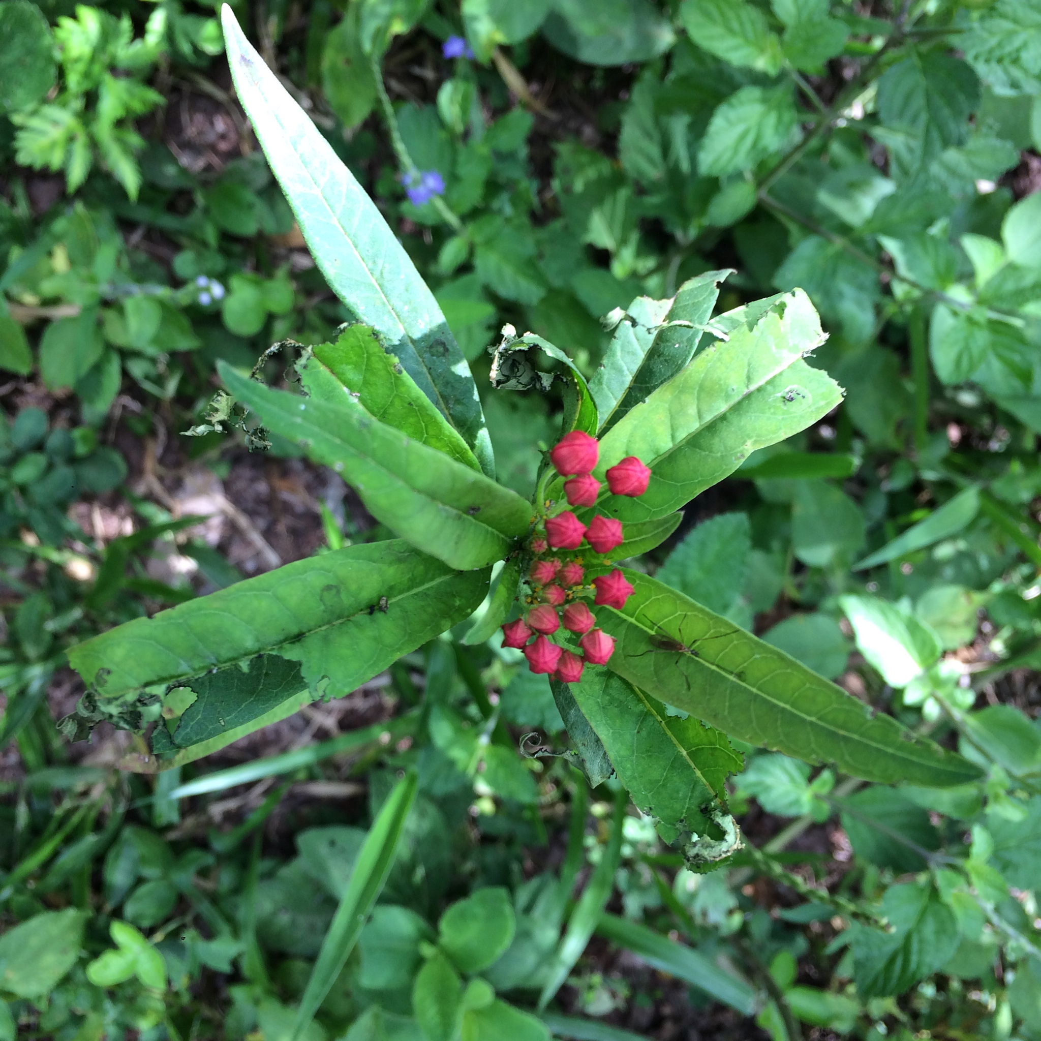 Asclepias curassavica