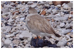 Charadrius marginatus