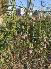 Cirsium arvense