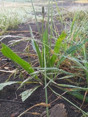 Plantago lanceolata