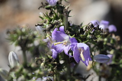Campanula pyramidalis