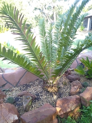 Encephalartos transvenosus