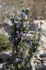 Campanula pyramidalis