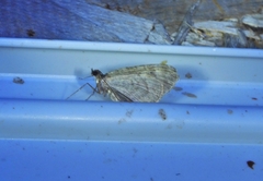 Chloroclysta siterata