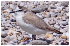 Charadrius marginatus