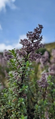 Syringa