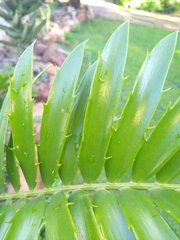 Encephalartos transvenosus