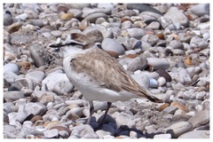 Charadrius marginatus