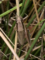 Paroxya clavuligera