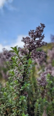 Syringa