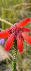 Erica cerinthoides cerinthoides