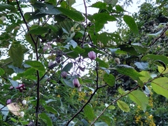 Clematis lasiandra