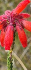 Erica cerinthoides cerinthoides