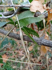 Chaerophyllum nodosum