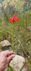 Erica cerinthoides cerinthoides