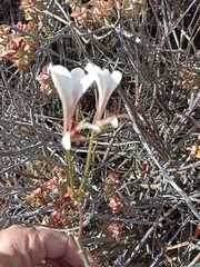 Pelargonium tetragonum