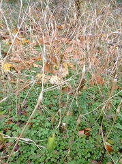 Chaerophyllum nodosum