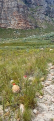 Erica cerinthoides cerinthoides