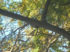 Dendrocopos major hispanus