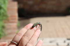 Podarcis muralis