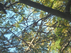 Dendrocopos major hispanus