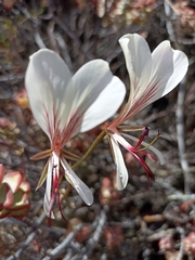 Pelargonium tetragonum