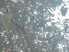 Erithacus rubecula rubecula
