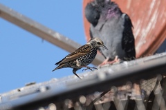 Sturnus vulgaris