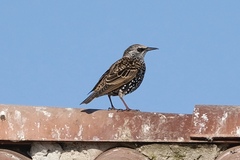 Sturnus vulgaris